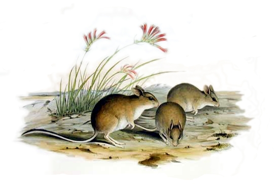 Mitchell's Hopping Mouse